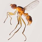 Sepsidae-000278-sepsi