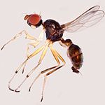 Sepsidae-000053-emiliae