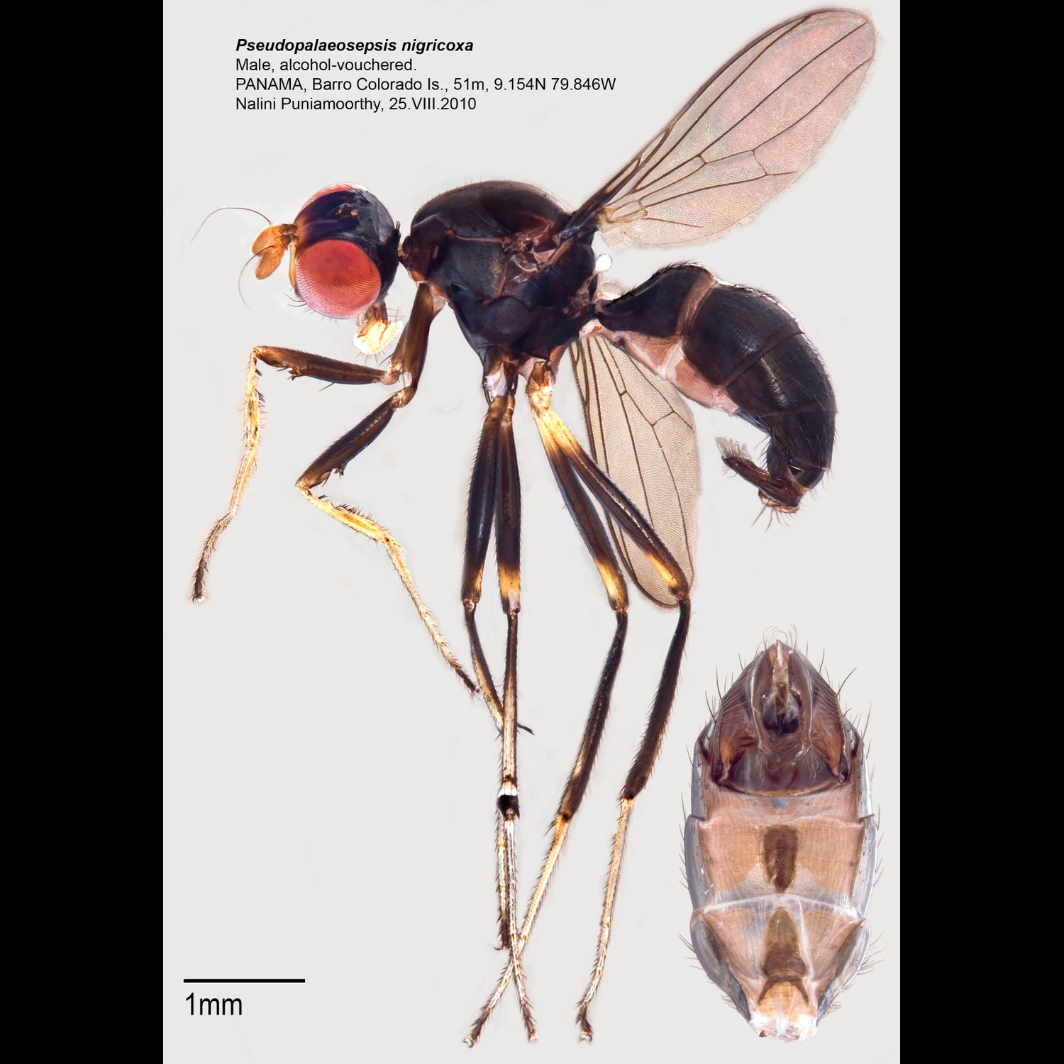 Specimen Photo Medium Resolution