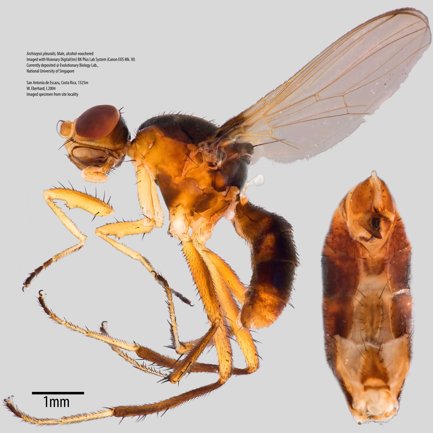 Specimen Photo Medium Resolution