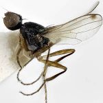 Sepsidae-000272-pseudomonostigma