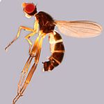 Sepsidae-000109-minutus