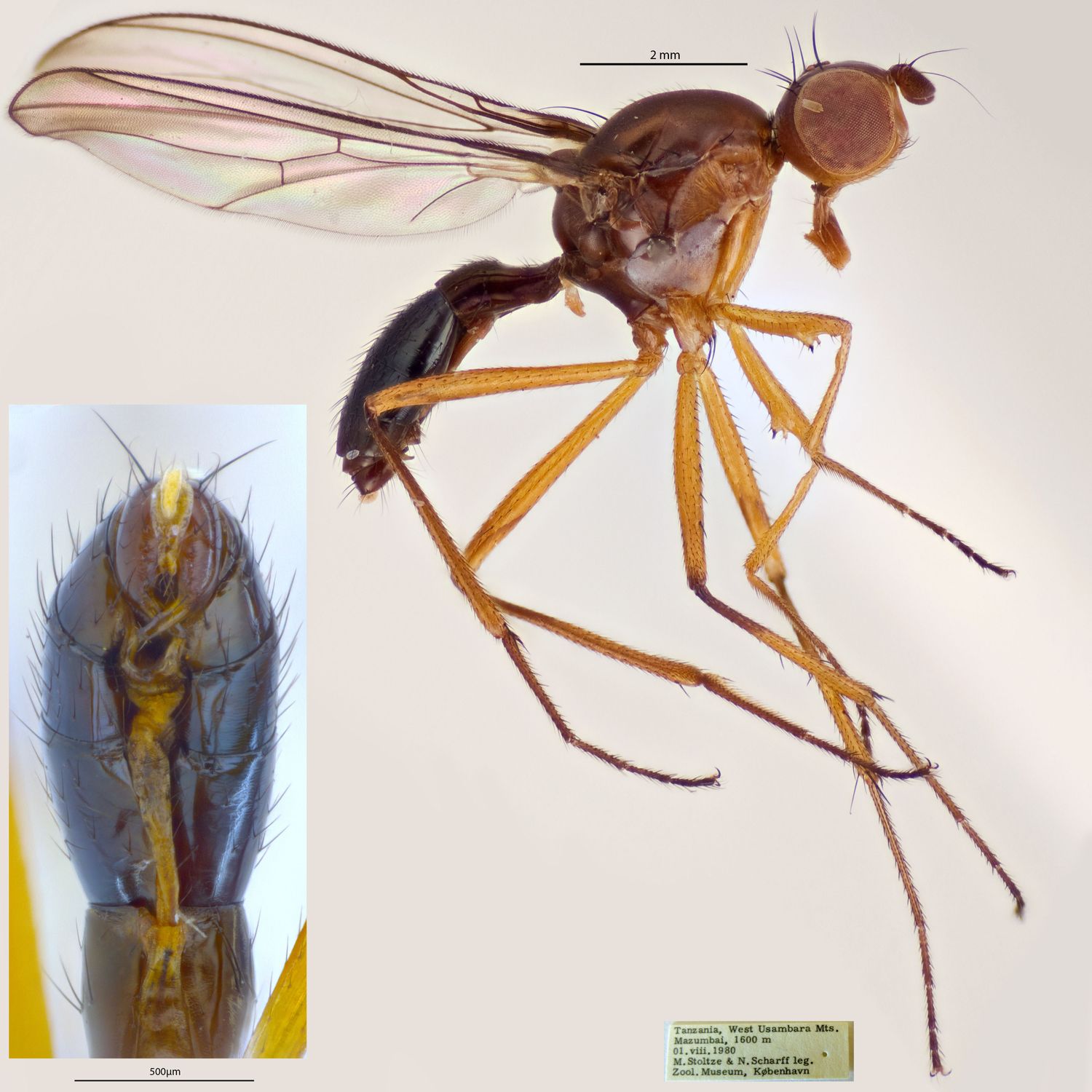 Specimen Photo Medium Resolution