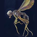 Sepsidae-000047-breviappendiculata