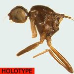 Sepsidae-000286-tshupaensis