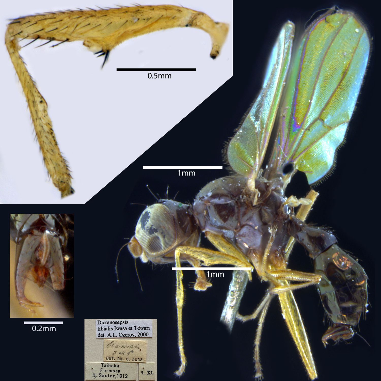 Specimen Photo Medium Resolution