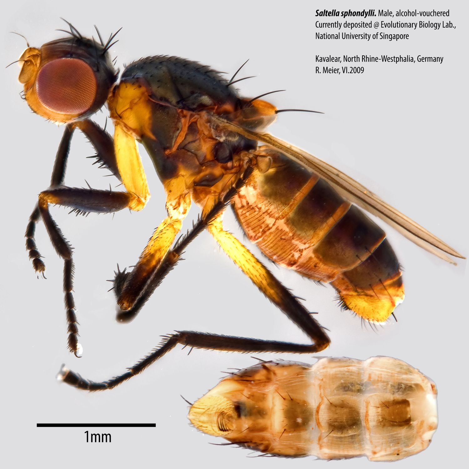 Specimen Photo Medium Resolution