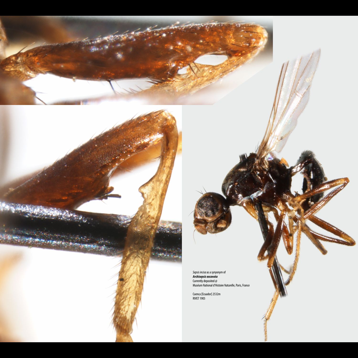 Specimen Photo Medium Resolution