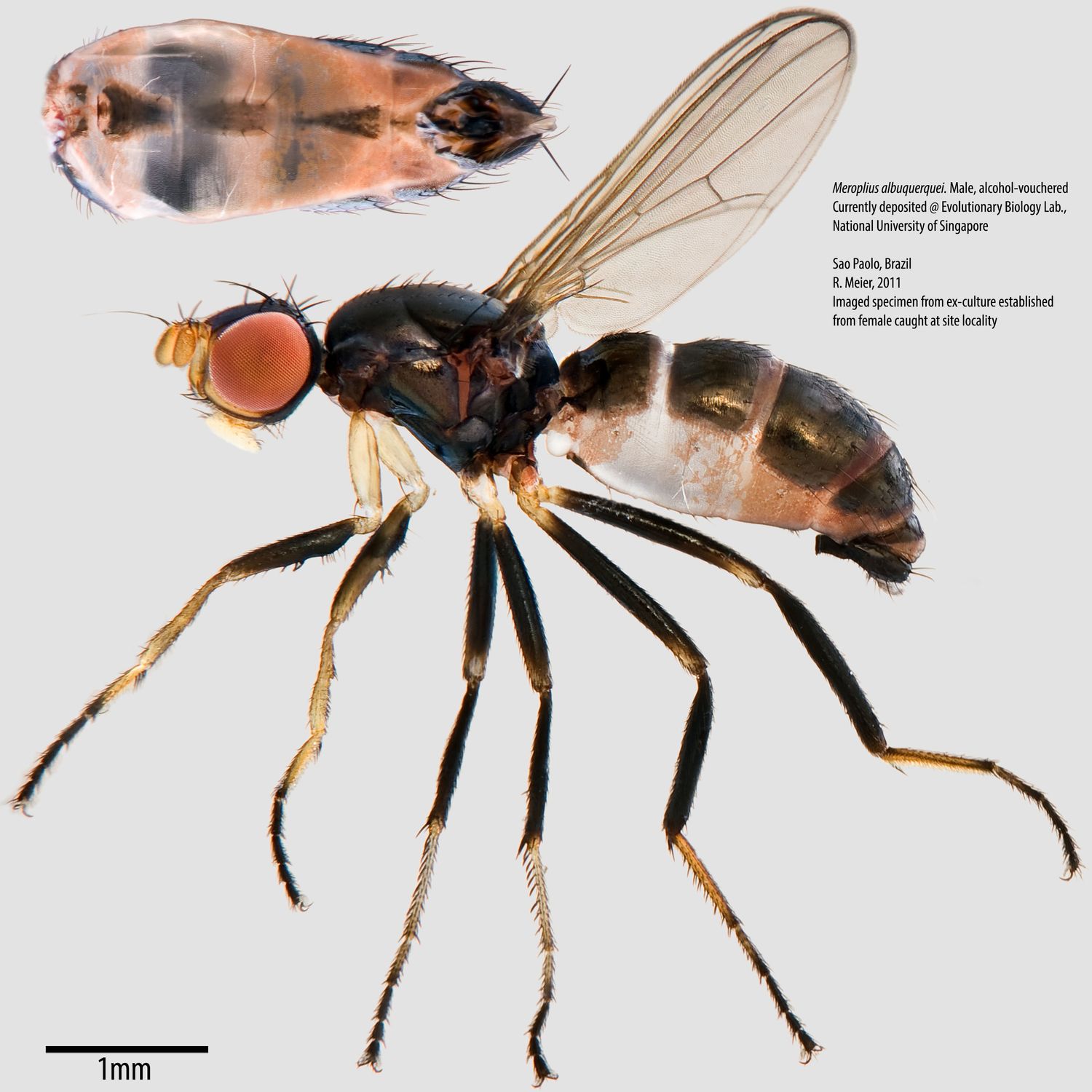 Specimen Photo Medium Resolution