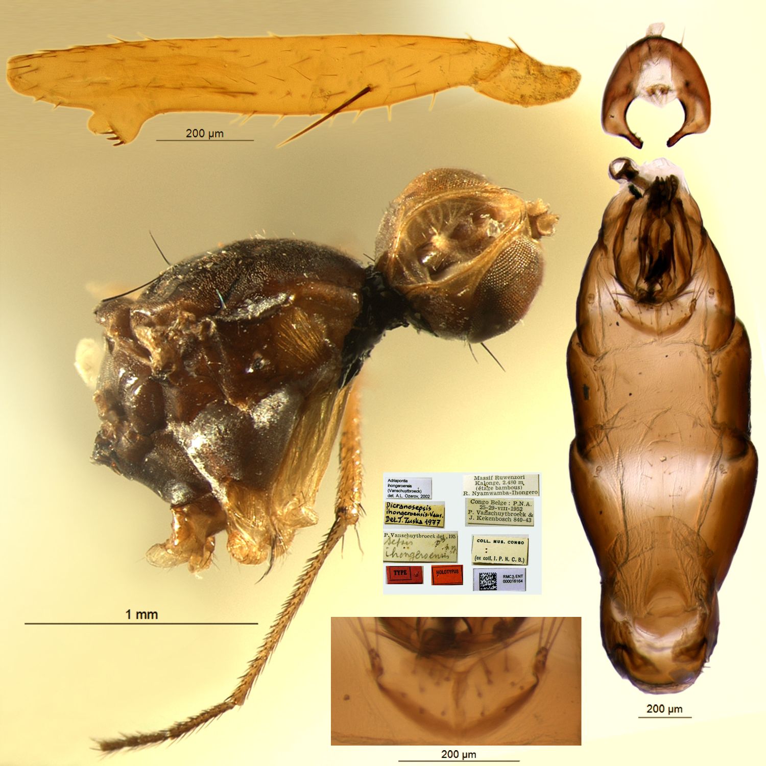 Specimen Photo Medium Resolution