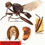 Sepsidae-000184-saegeri