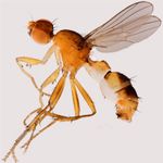 Sepsidae-000263-nitens