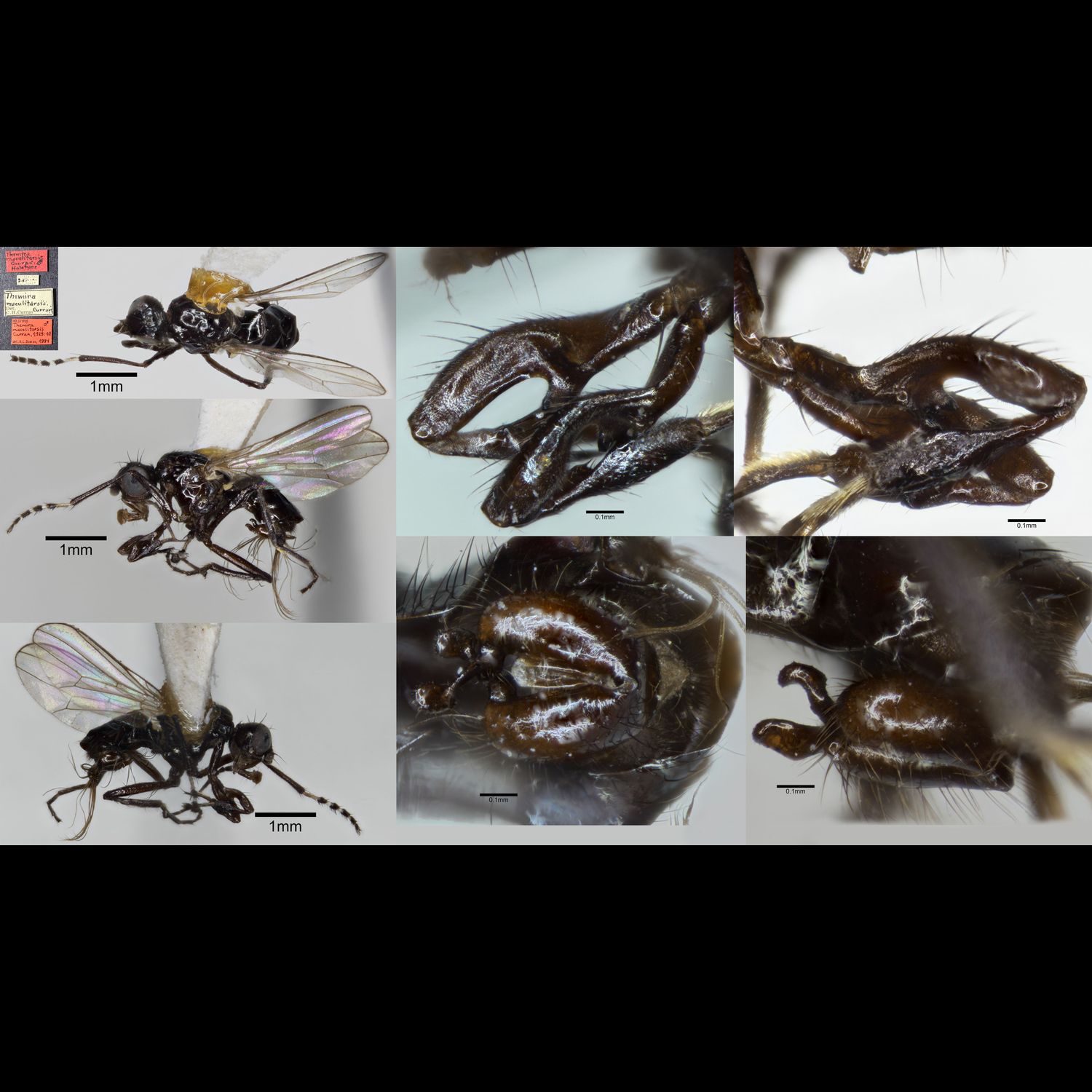 Specimen Photo Medium Resolution