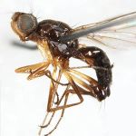 Sepsidae-000103-hastifer