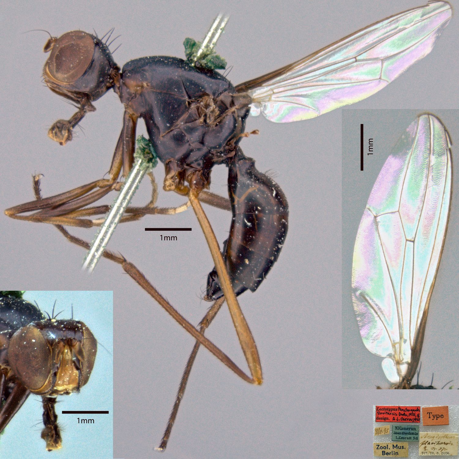 Specimen Photo Medium Resolution