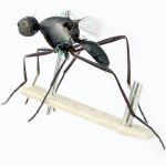 Sepsidae-000168-angolica