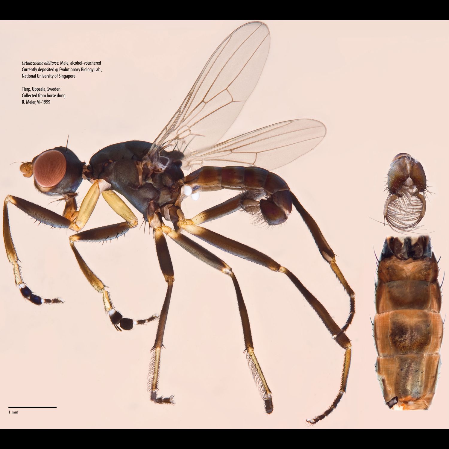 Specimen Photo Medium Resolution