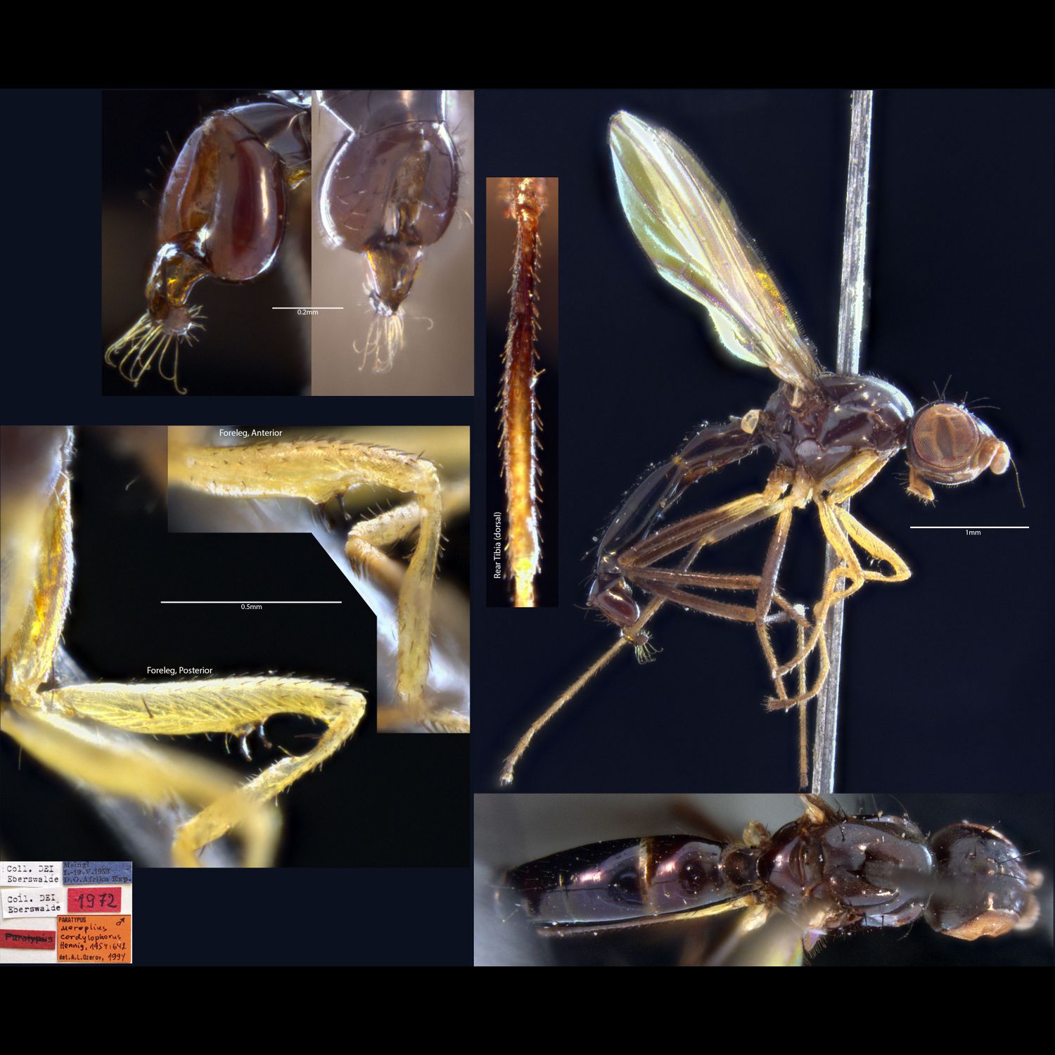 Specimen Photo Medium Resolution