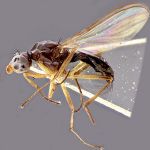 Sepsidae-000096-bispinifer