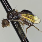 Sepsidae-000121-currani