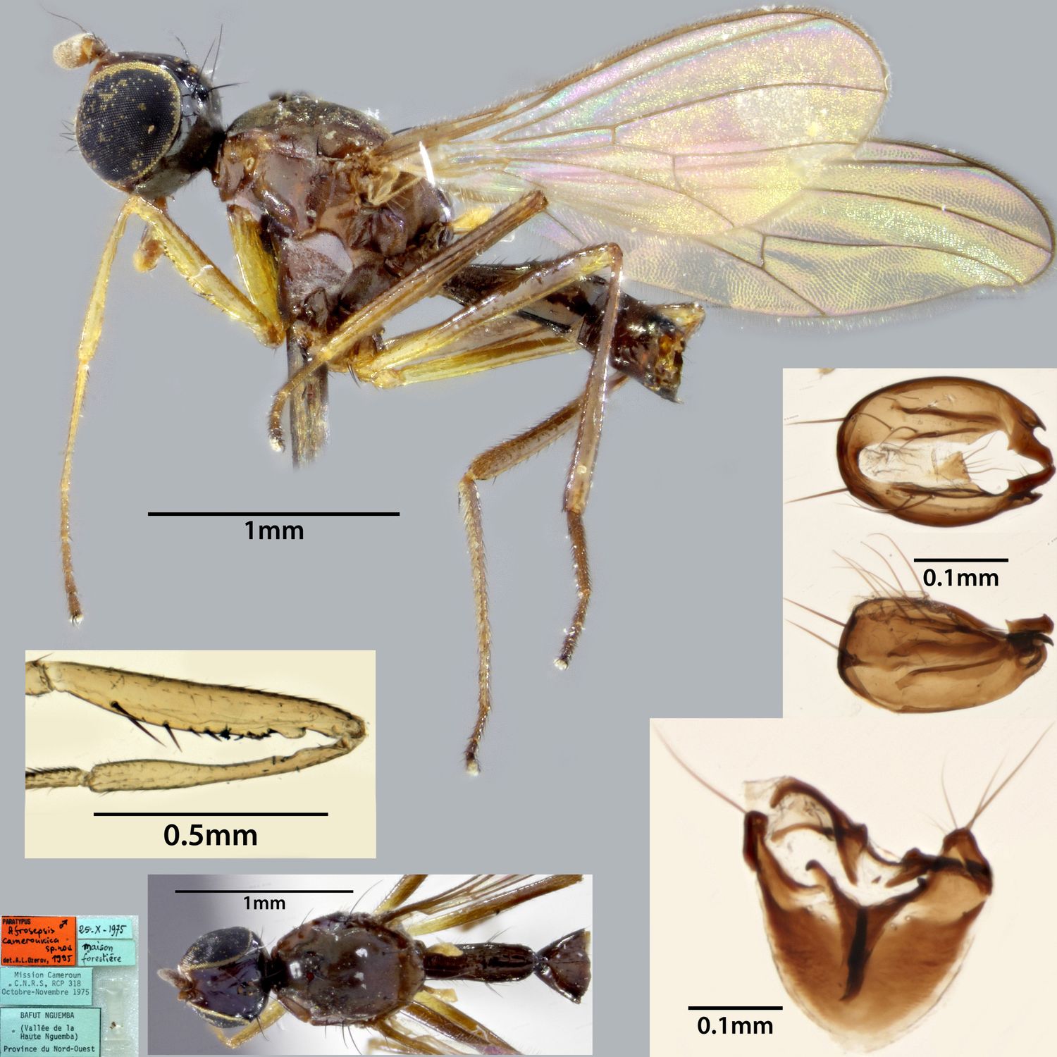 Specimen Photo Medium Resolution
