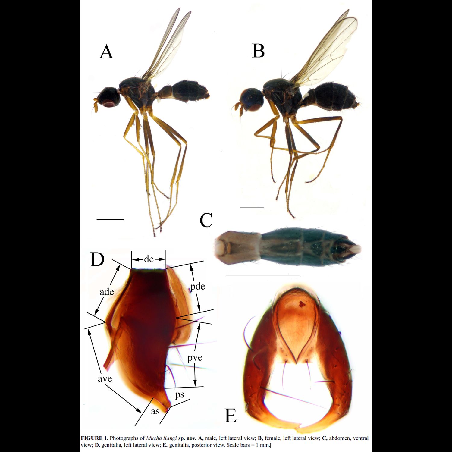 Specimen Photo Medium Resolution