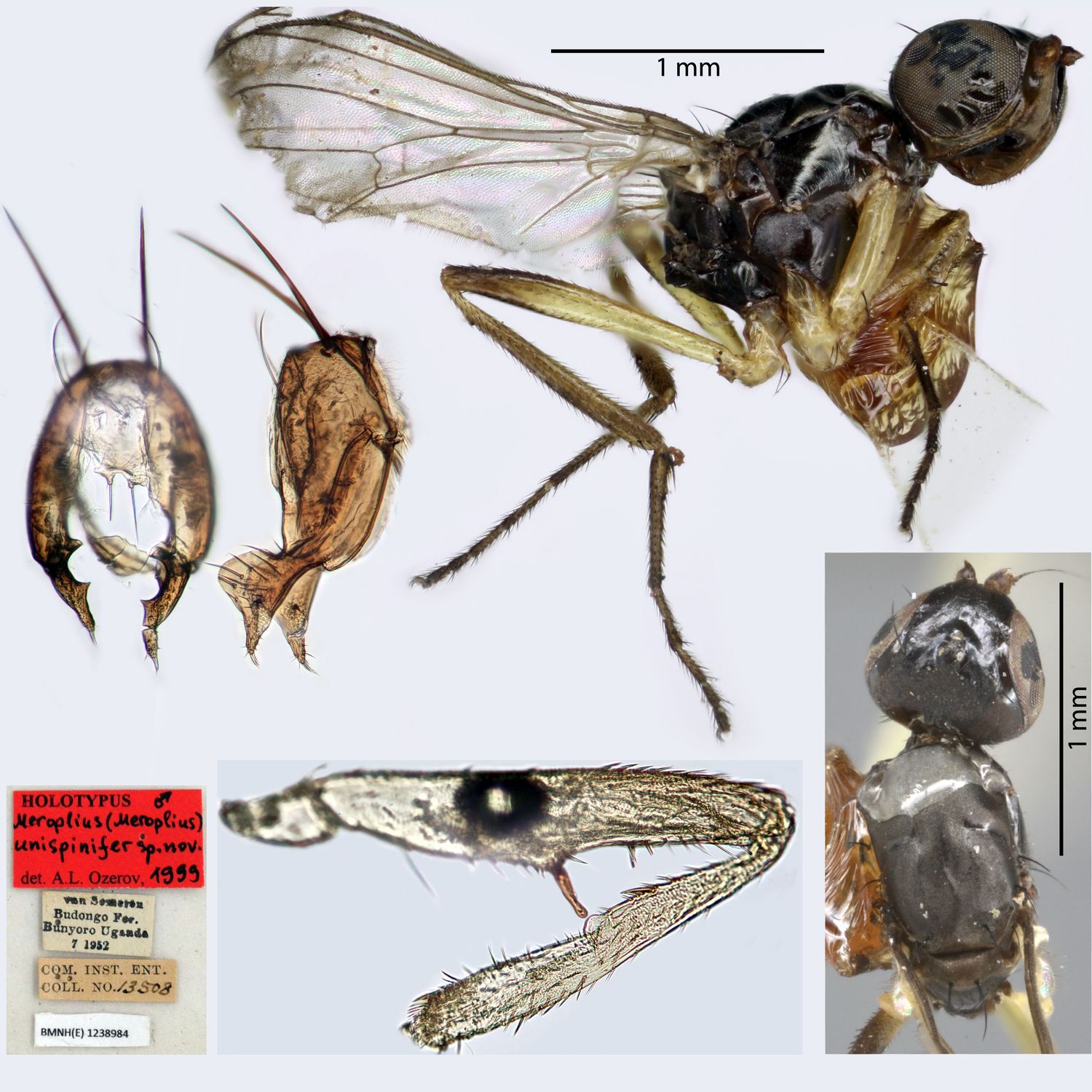 Specimen Photo Medium Resolution