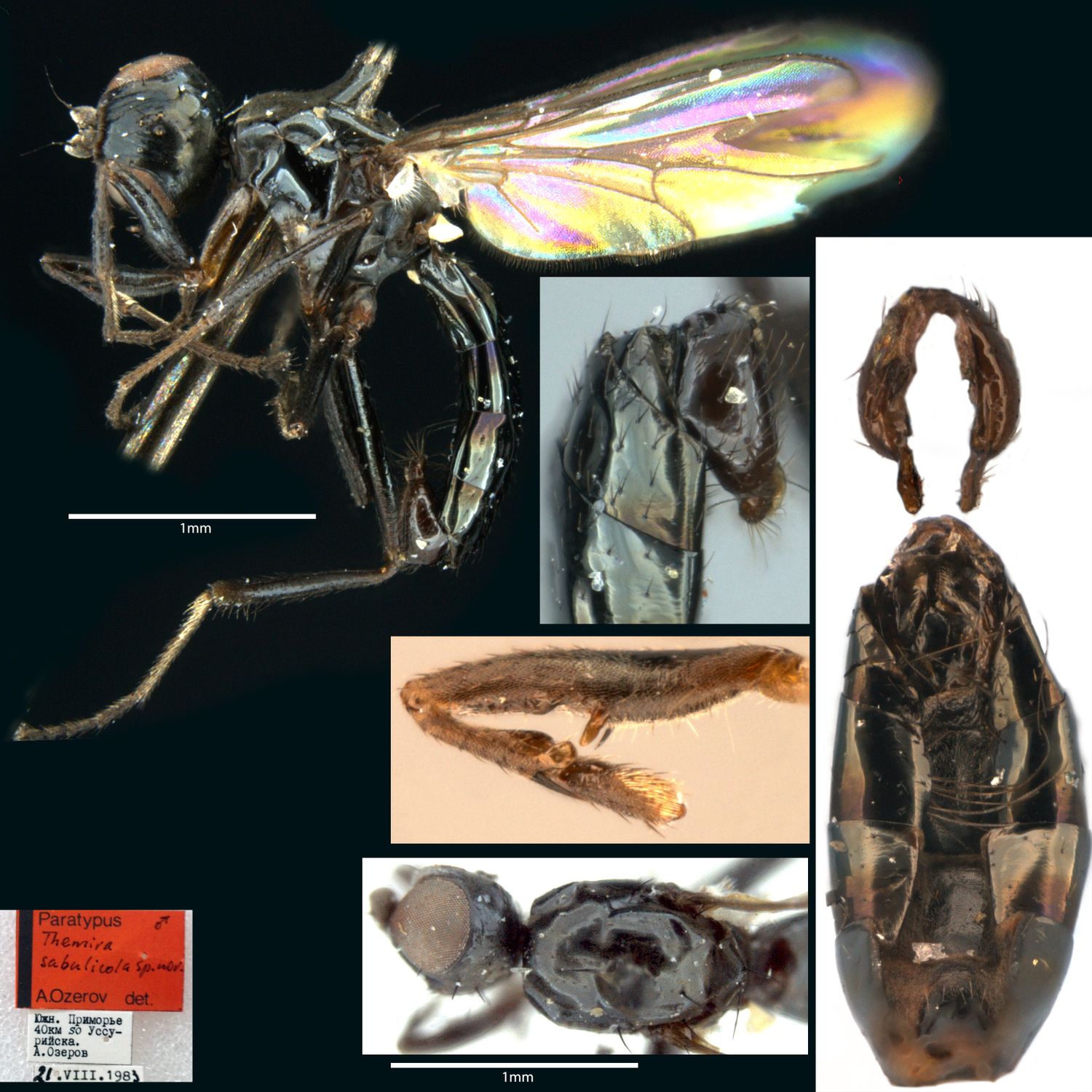 Specimen Photo Medium Resolution