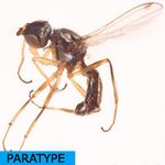 Sepsidae-000219-defensa