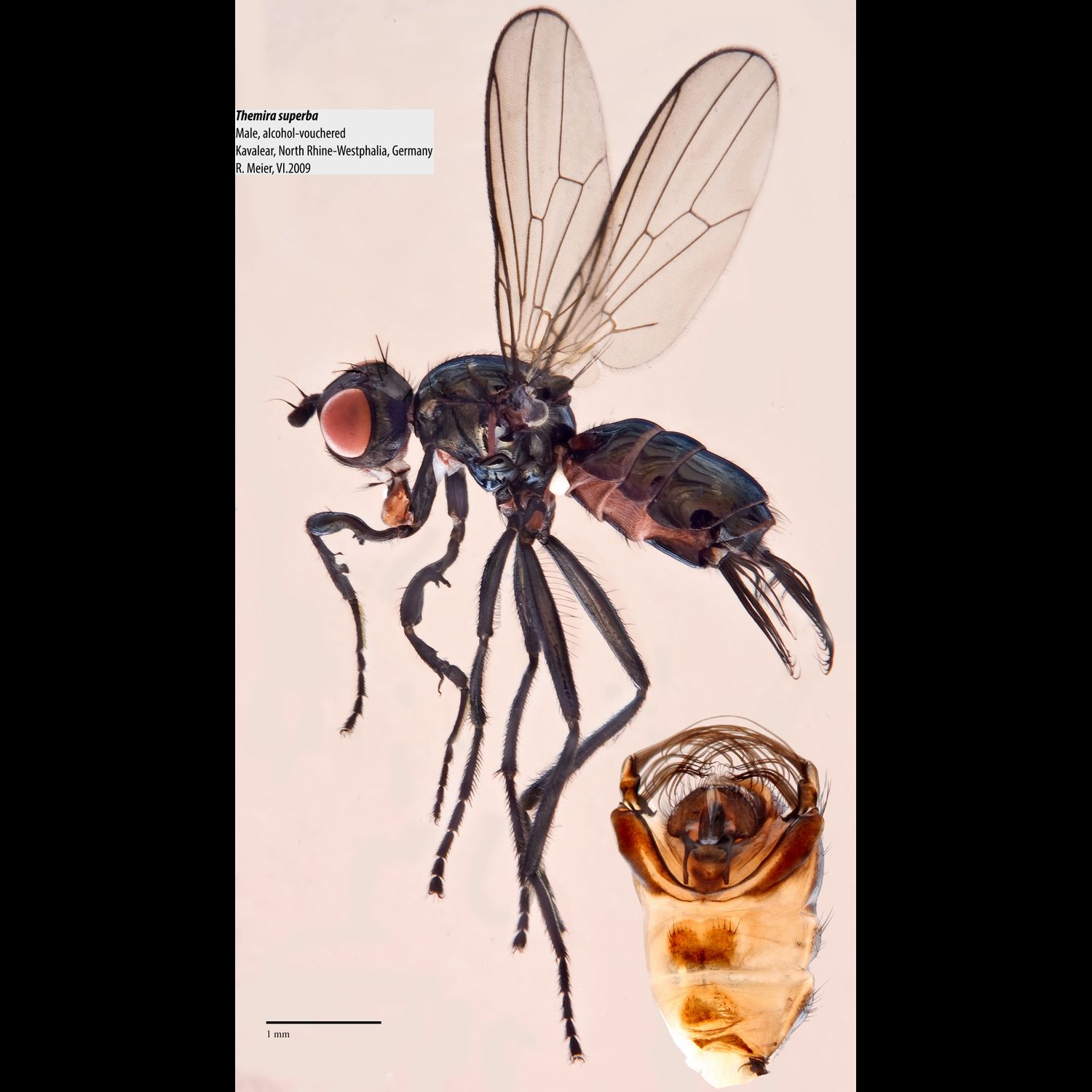 Specimen Photo Medium Resolution