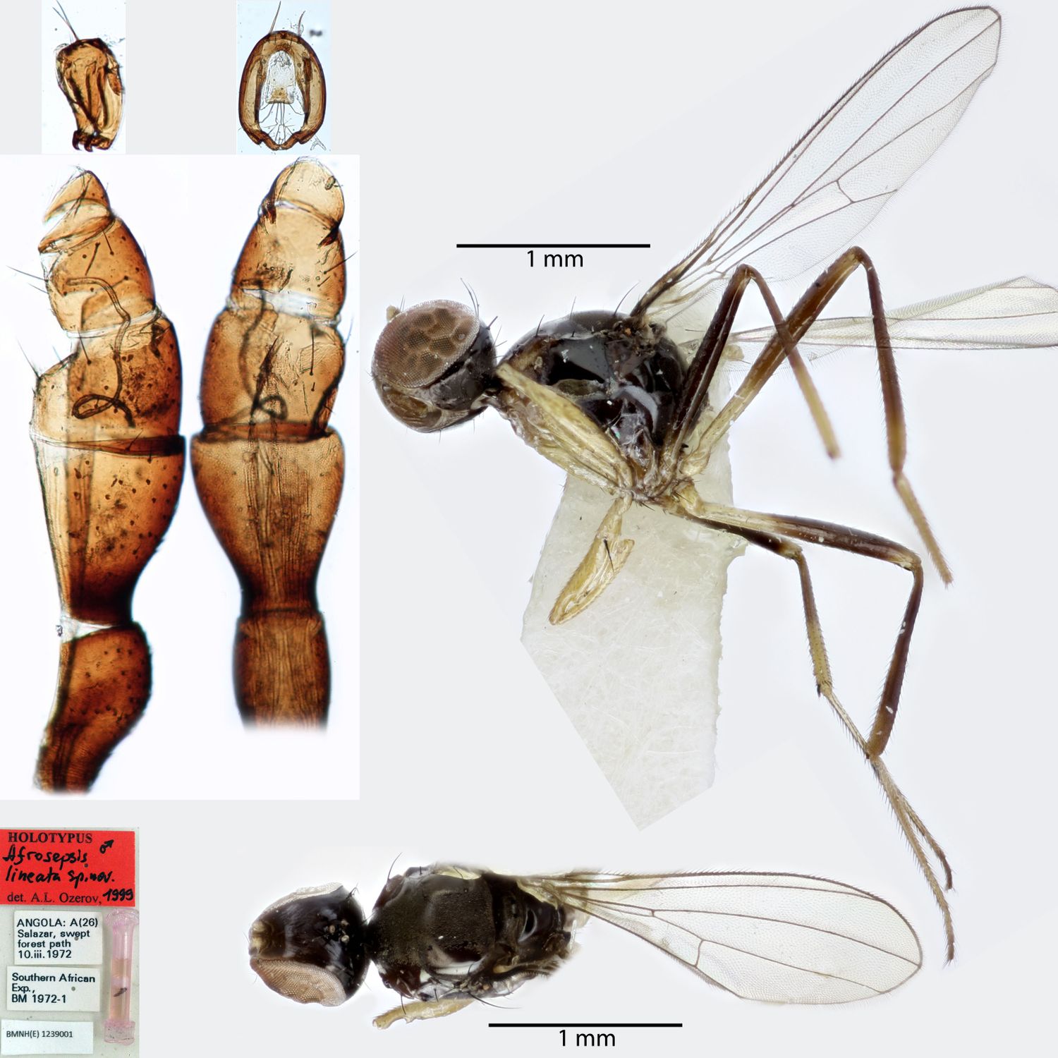 Specimen Photo Medium Resolution