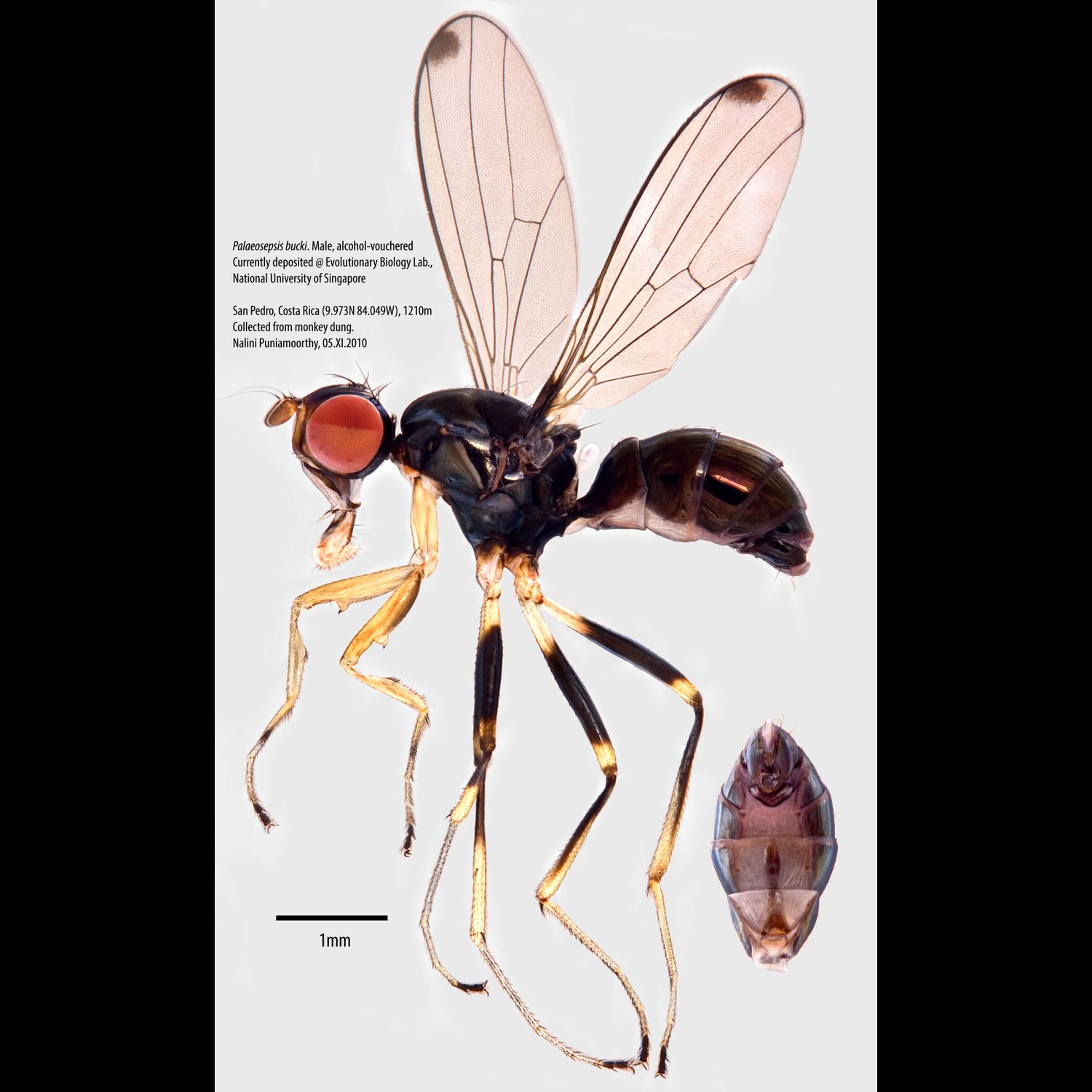 Specimen Photo Medium Resolution