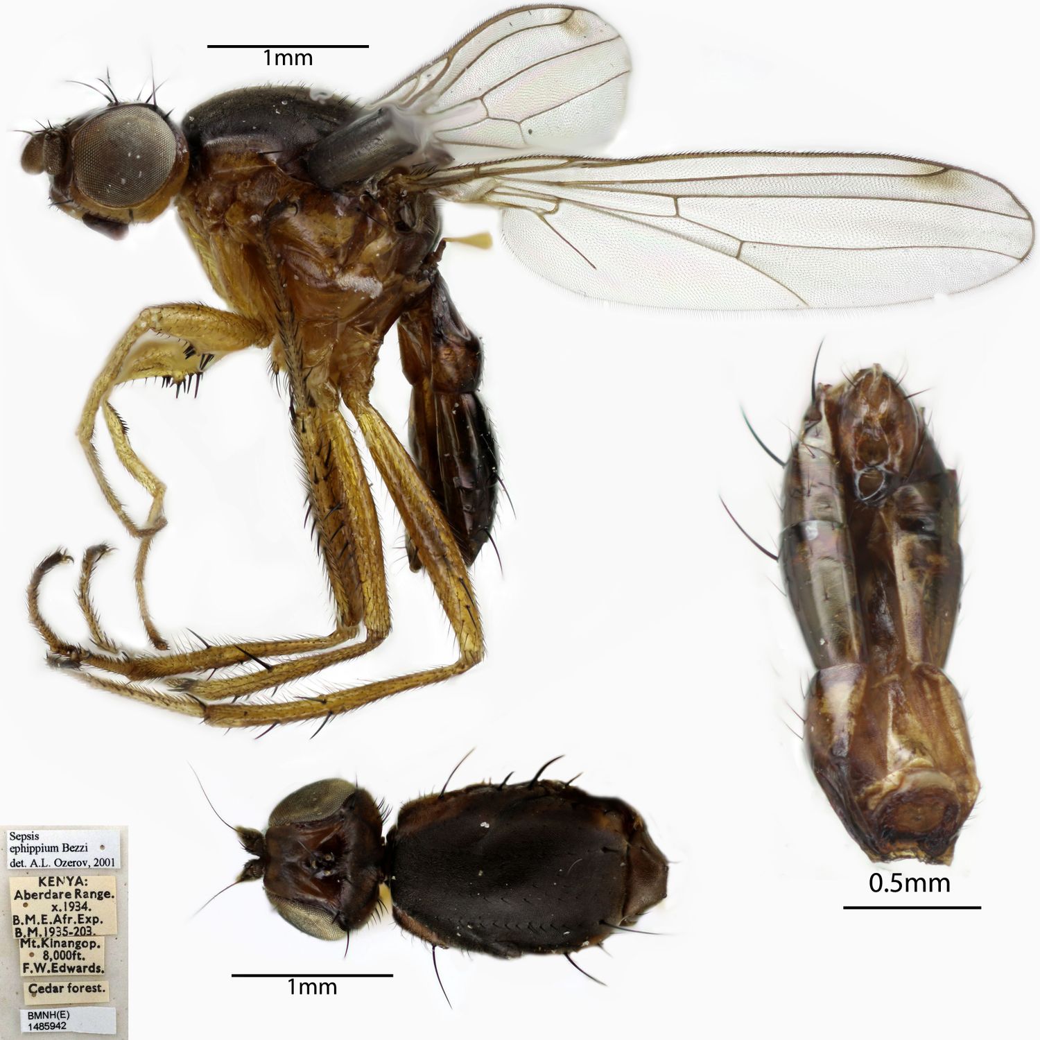 Specimen Photo Medium Resolution