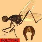 Sepsidae-000170-asita