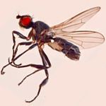 Sepsidae-000295-biloba