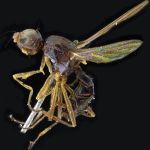 Sepsidae-000073-sauteri