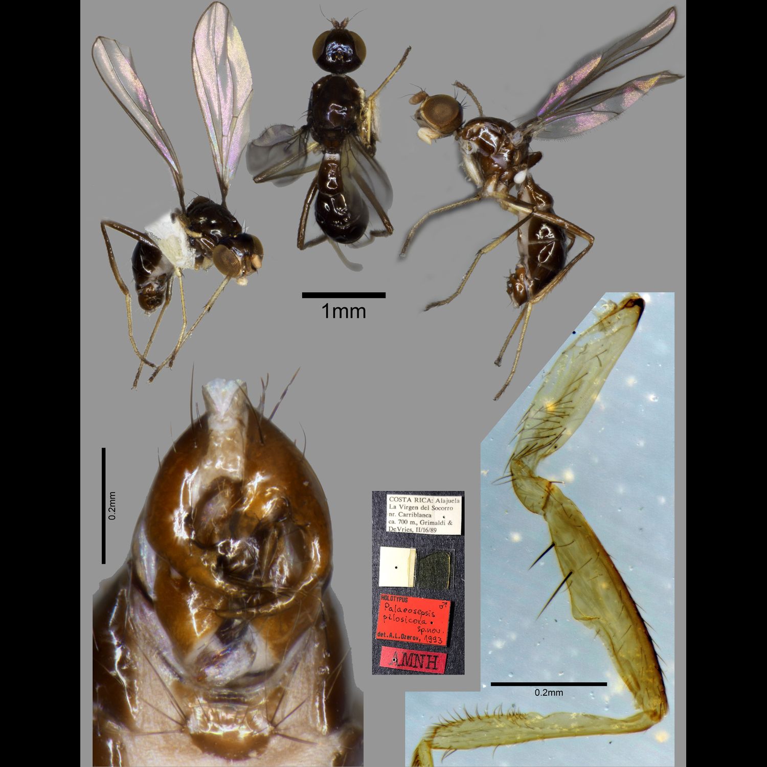 Specimen Photo Medium Resolution