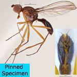 Sepsidae-000004-freidbergi