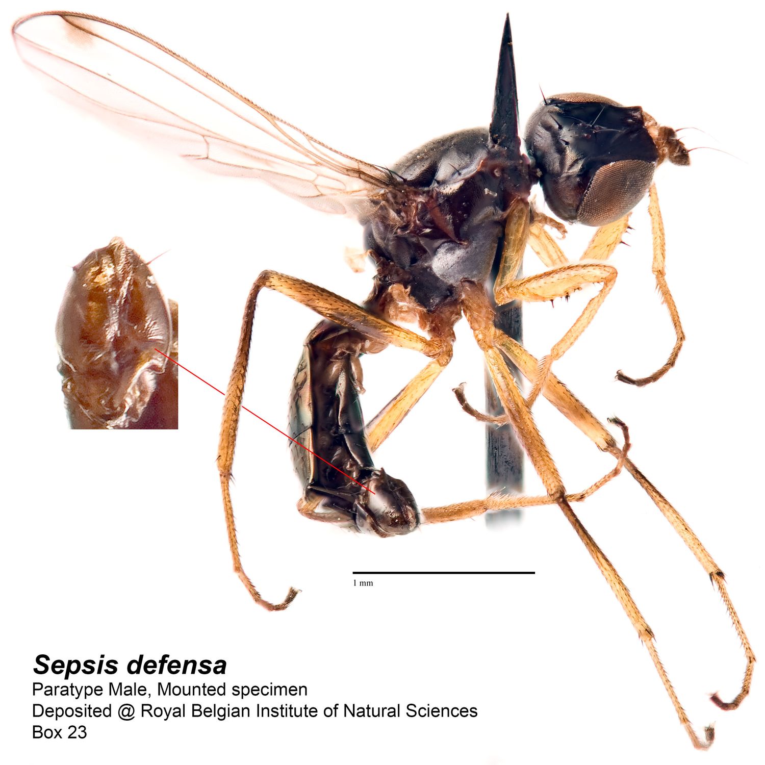 Specimen Photo Medium Resolution