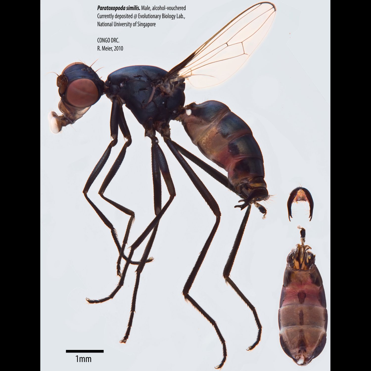 Specimen Photo Medium Resolution