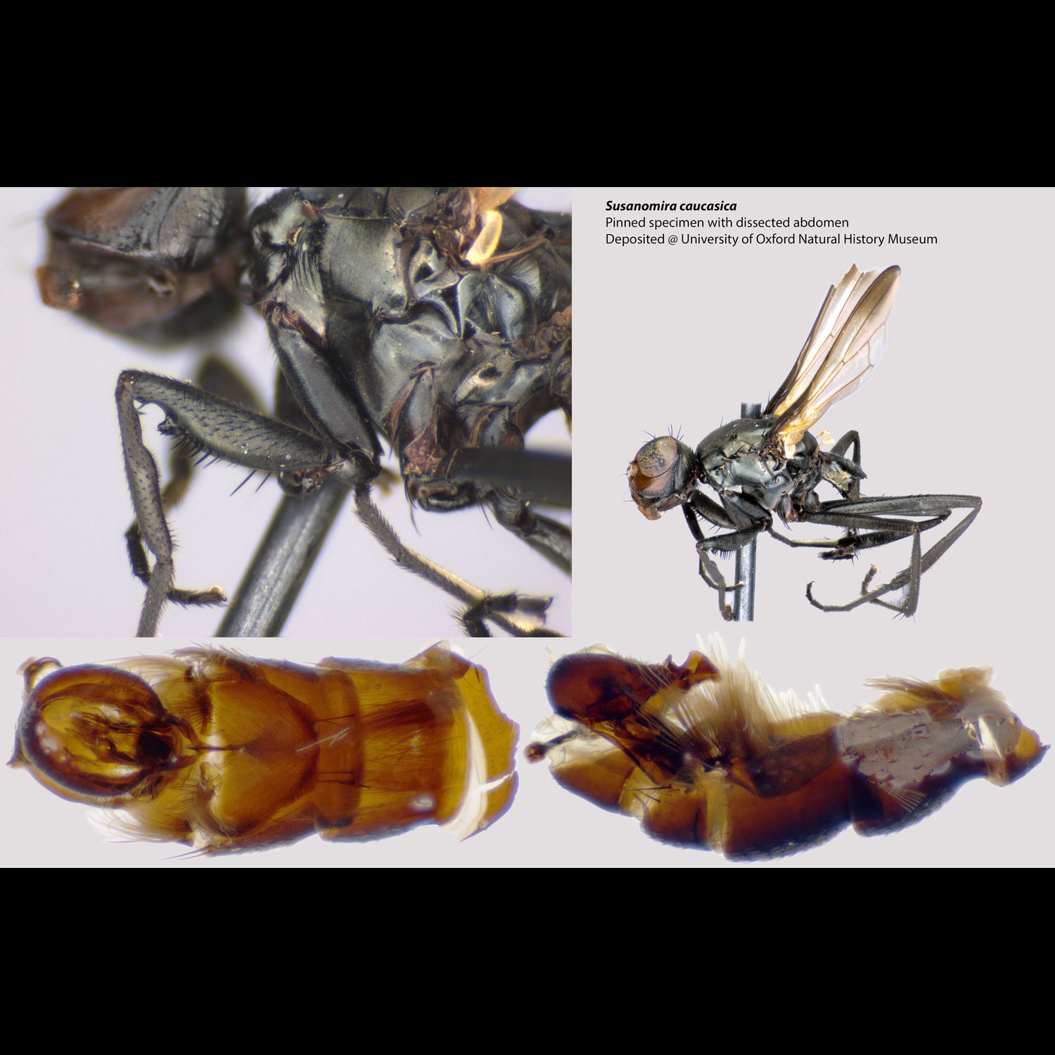 Specimen Photo Medium Resolution