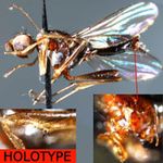 Sepsidae-000088-improvisa