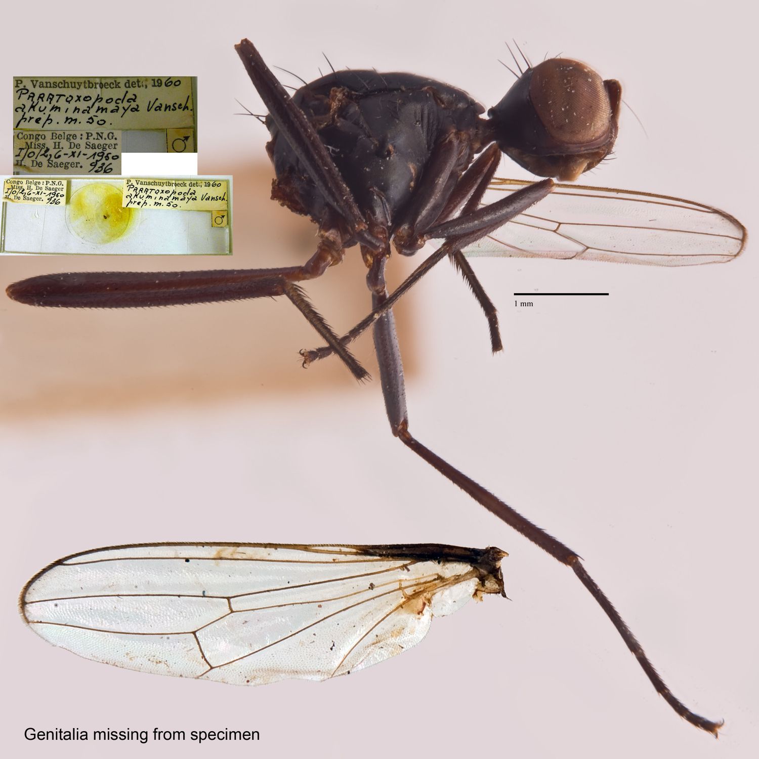 Specimen Photo Medium Resolution