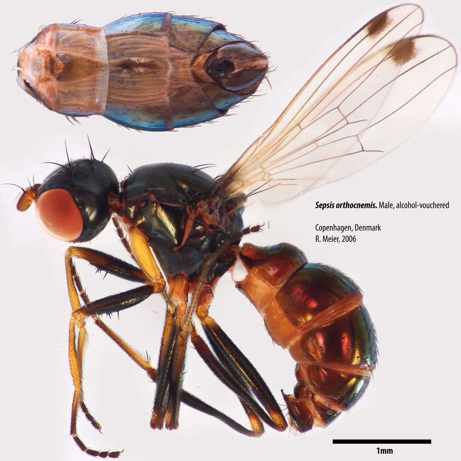 Specimen Photo Medium Resolution