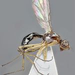 Sepsidae-000009-ugandica