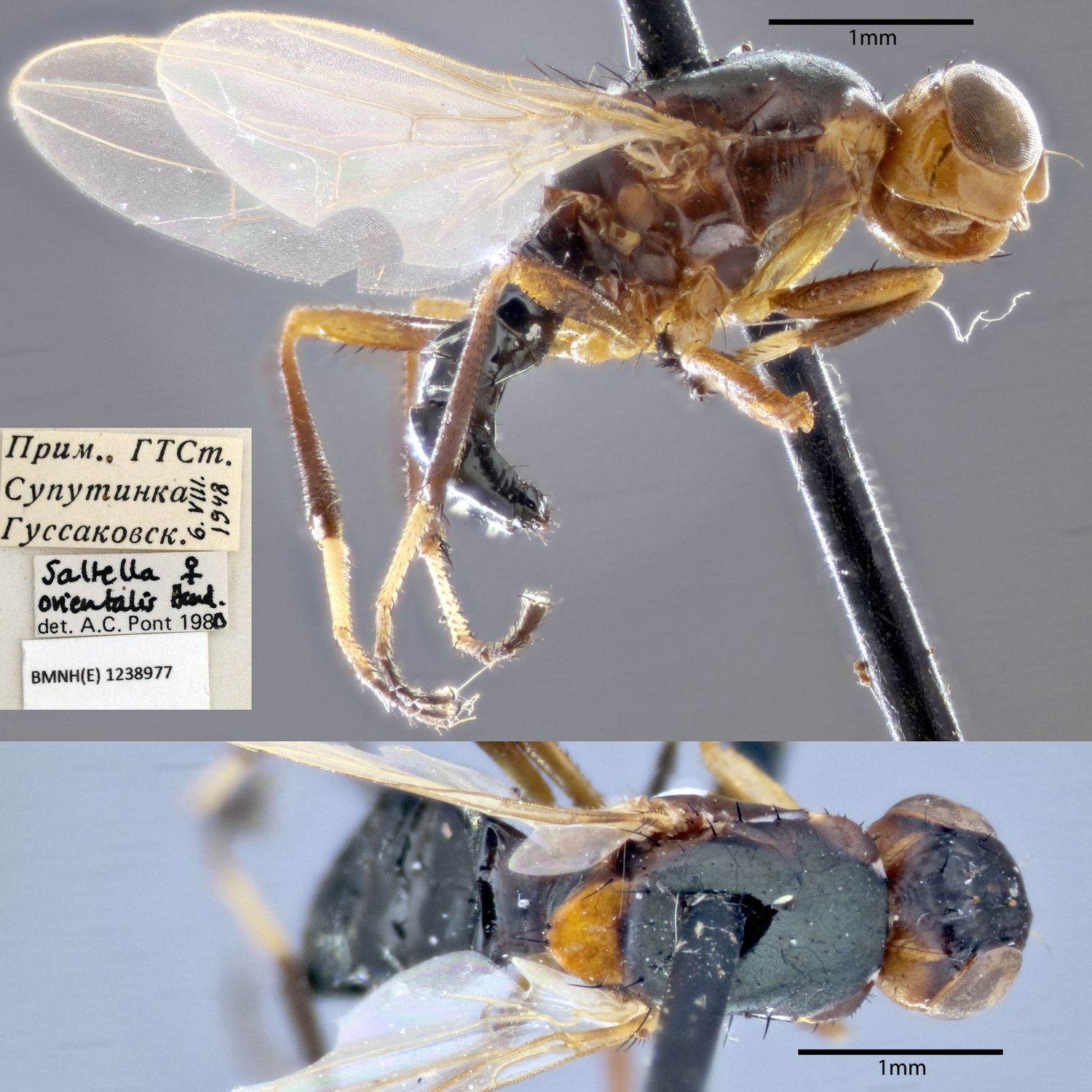 Specimen Photo Medium Resolution