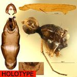 Sepsidae-000005-ihongeroensis