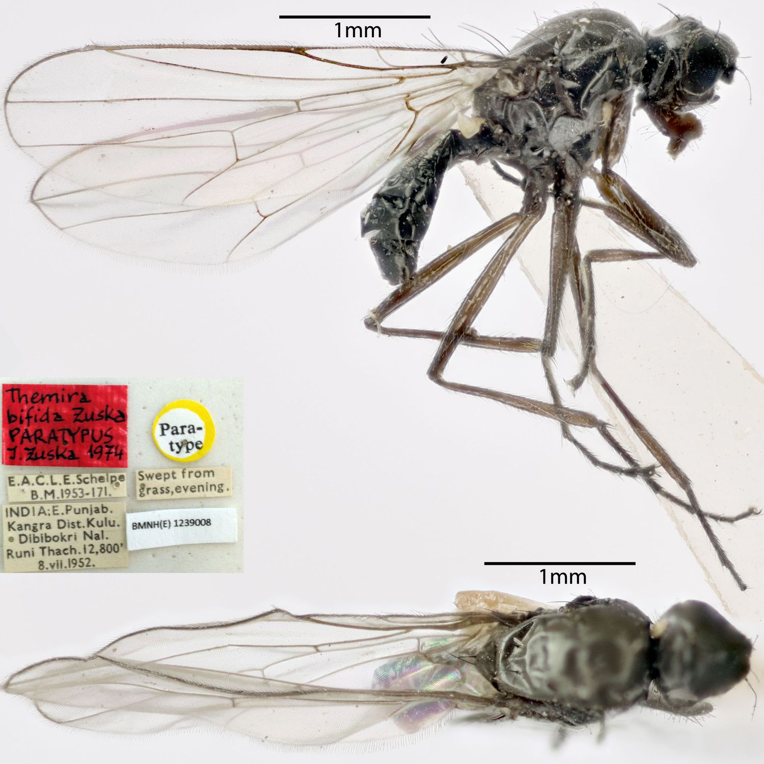 Specimen Photo Medium Resolution