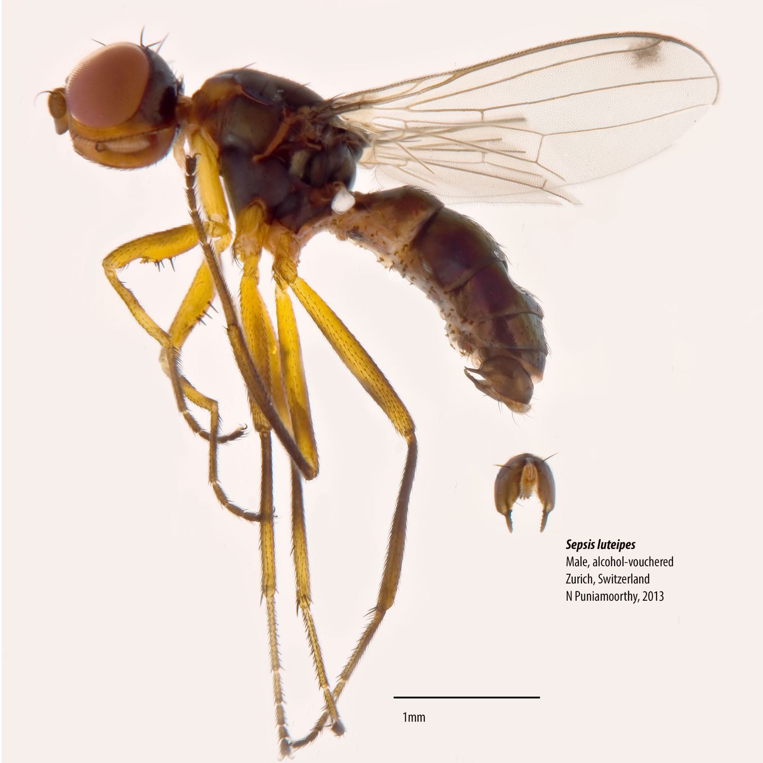 Specimen Photo Medium Resolution