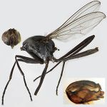 Sepsidae-000341-nuceria